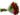 Buque-com-23-rosas-vermelhas2-1.jpg
