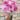 Noiva-Pink-e1687635304980.jpg