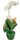 Orquidea-Phalaeno-Branca-1.jpg